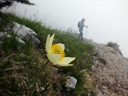 38 Pulsatilla alpina sulfurea